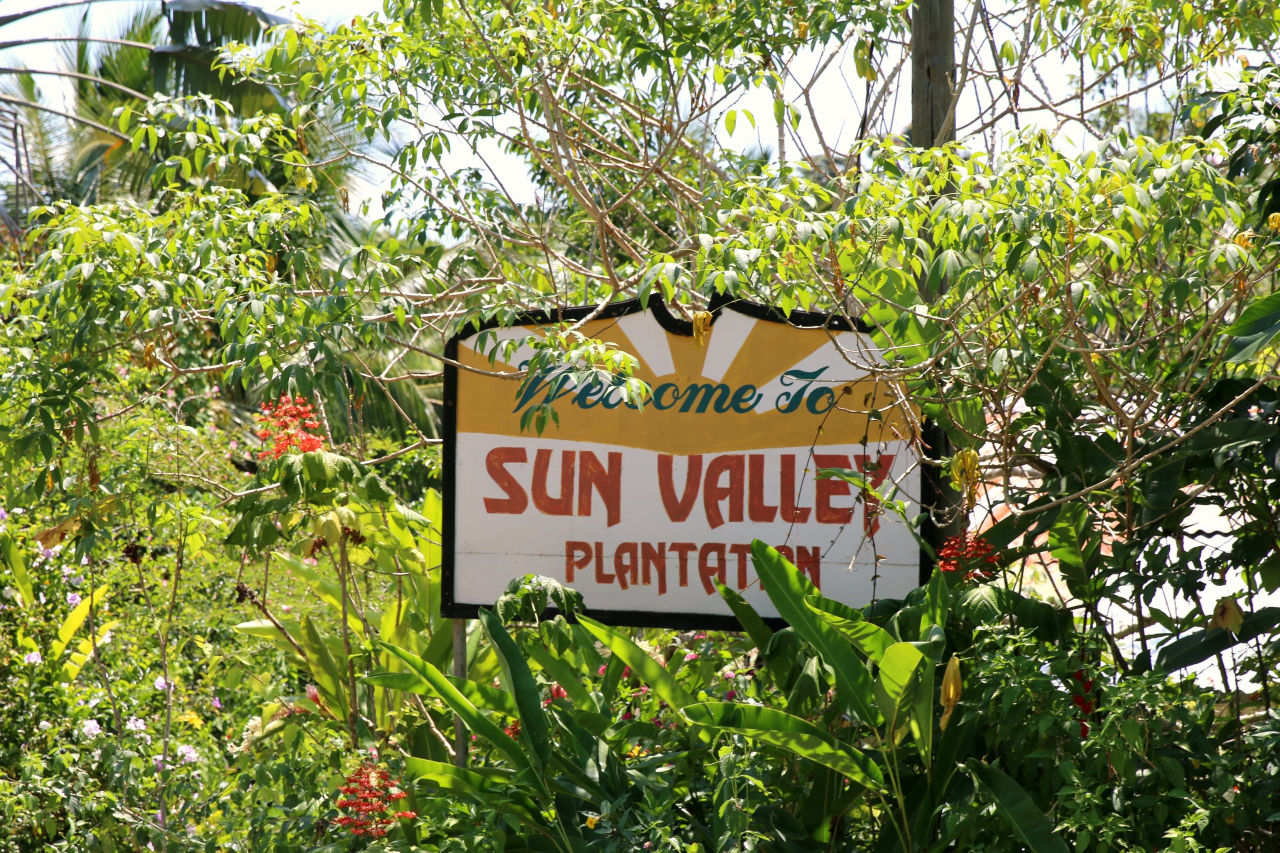 sun-valley-plantation